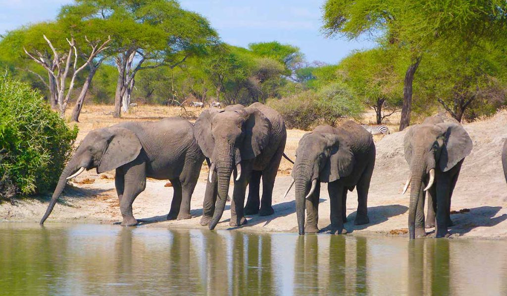 3 Days Tanzania Group Safari