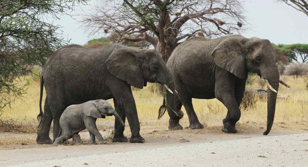 2 Days Tanzania Private Safari