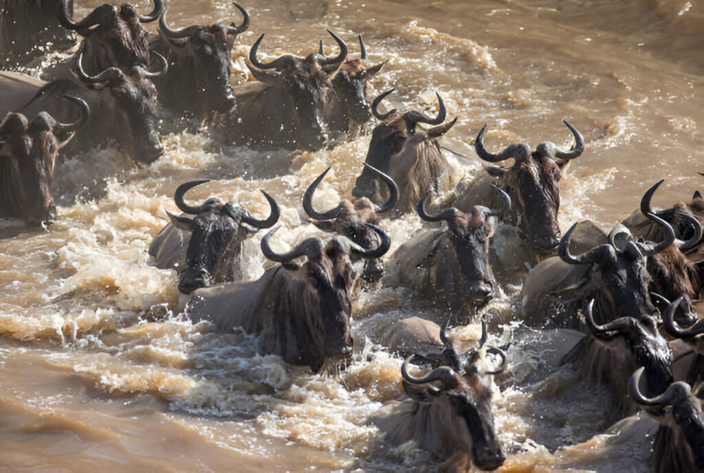 Great 5 Days Serengeti Migration Safari
