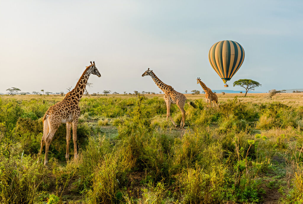 4 Days Serengeti Balloon Safari, 5 Days Serengeti Balloon Safari – Fly, Explore & Discover