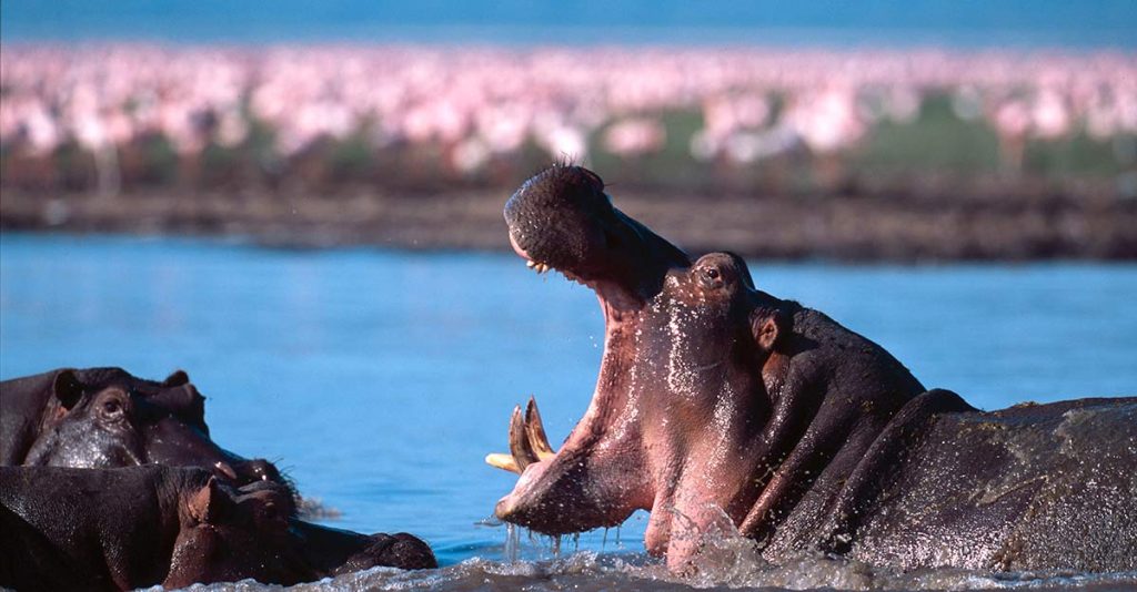 4 Days Tanzania Group Safari