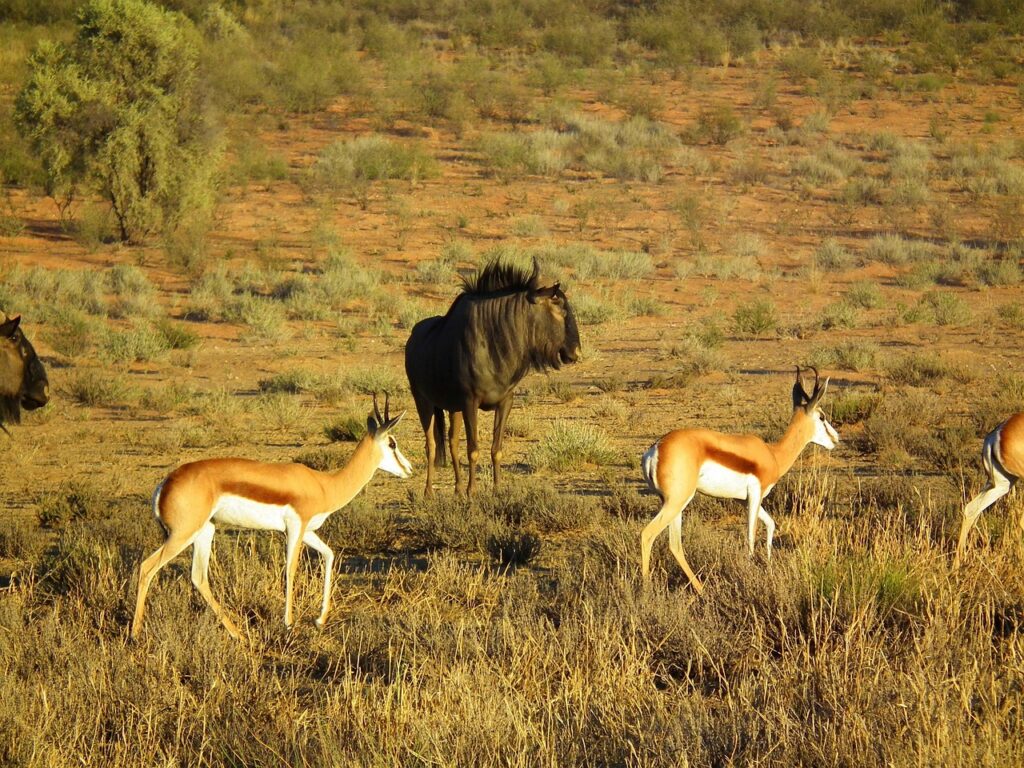 2 Days Tanzania Group Safari – Affordable Shared Tour