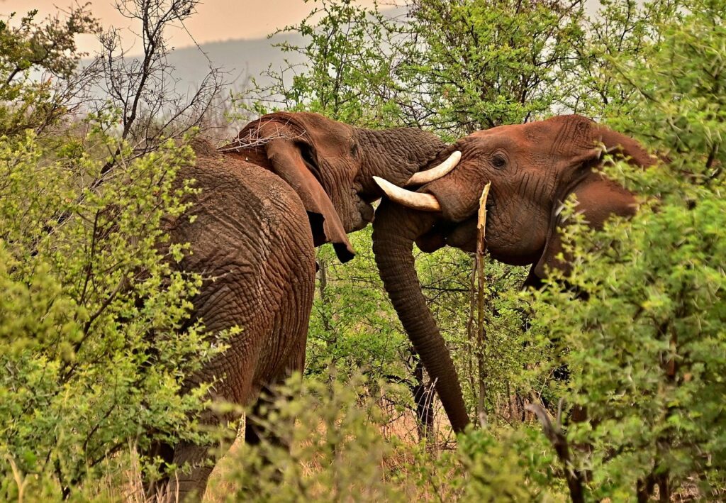 4 Days Tanzania Luxury Safari