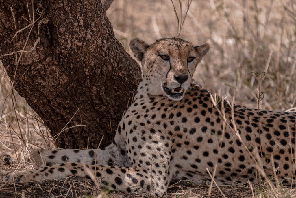 3 Days Tanzania Budget Camping Safari