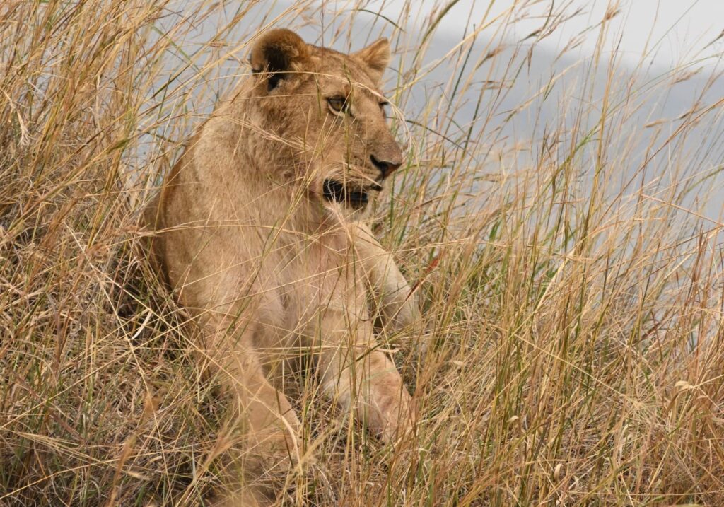 4 Days Tanzania Budget Camping Safari, Private vs Group Safari