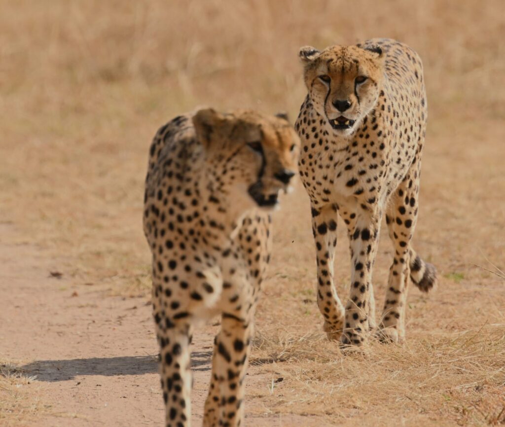 7 Days Tanzania Budget Camping Safari