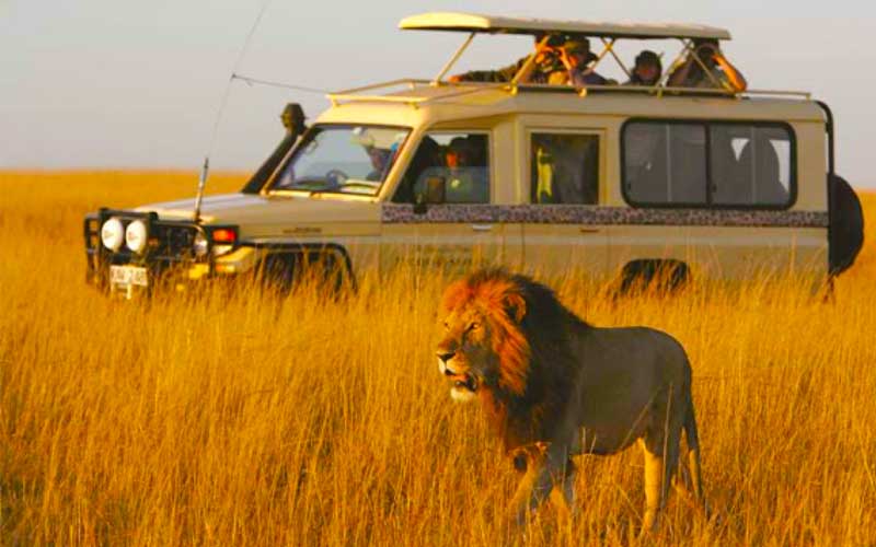 4 Day Budget Safari from Moshi