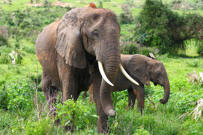 giraffe and elephant safari sightings