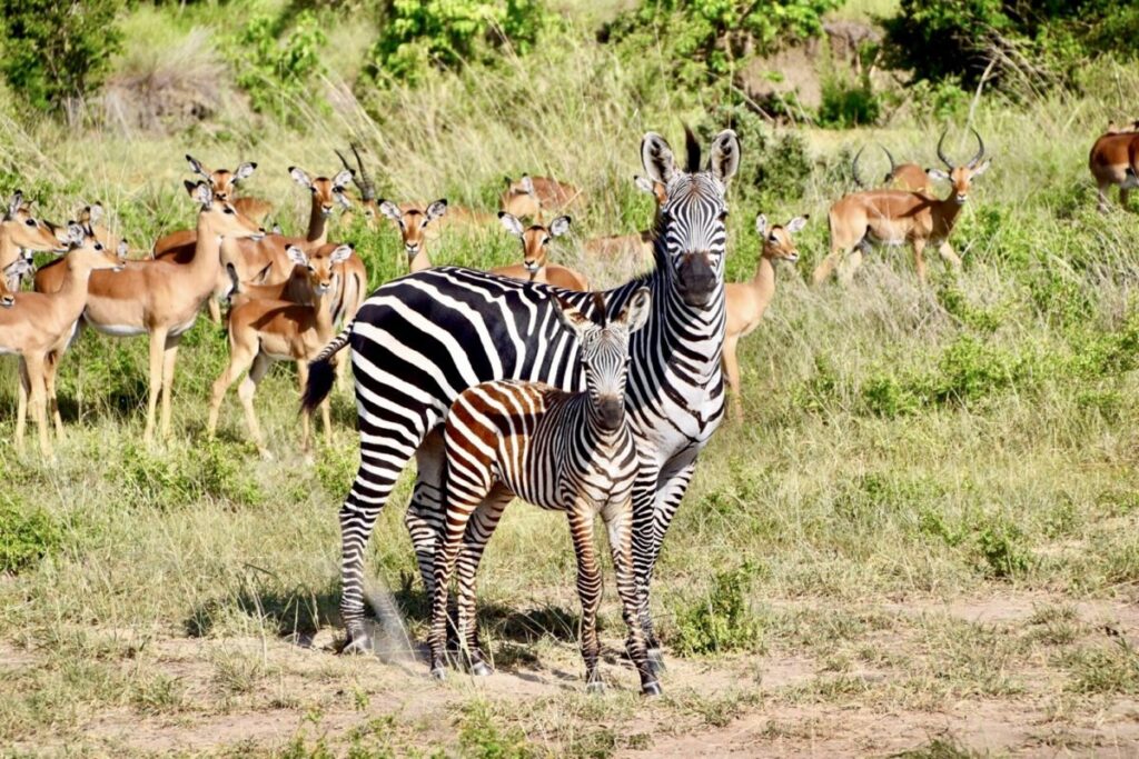 6 Days Tanzania Group Safari – Private vs Group Safaris
