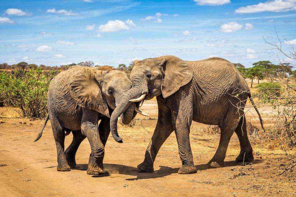 2 Day Tanzania Luxury Safari
