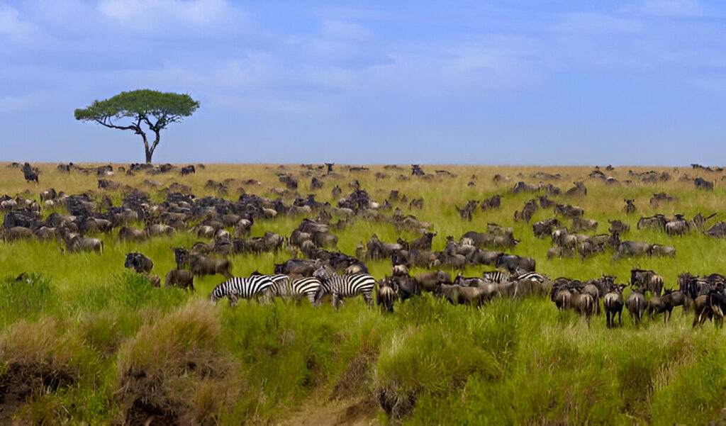 Great 3 Days Serengeti Migration Safari – Private Wildlife Adventure