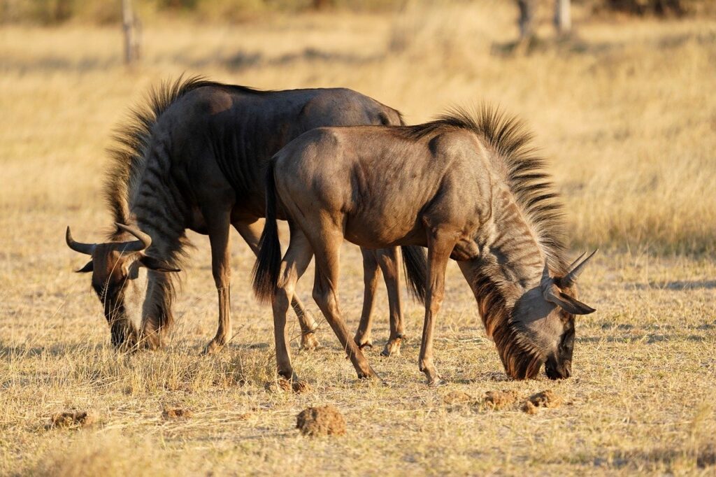 6 Days Serengeti Migration Safari