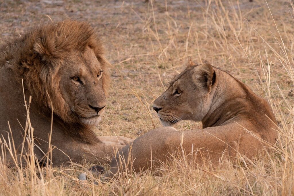 Tanzania Safari Cost, 2 Day Budget Safari from Moshi