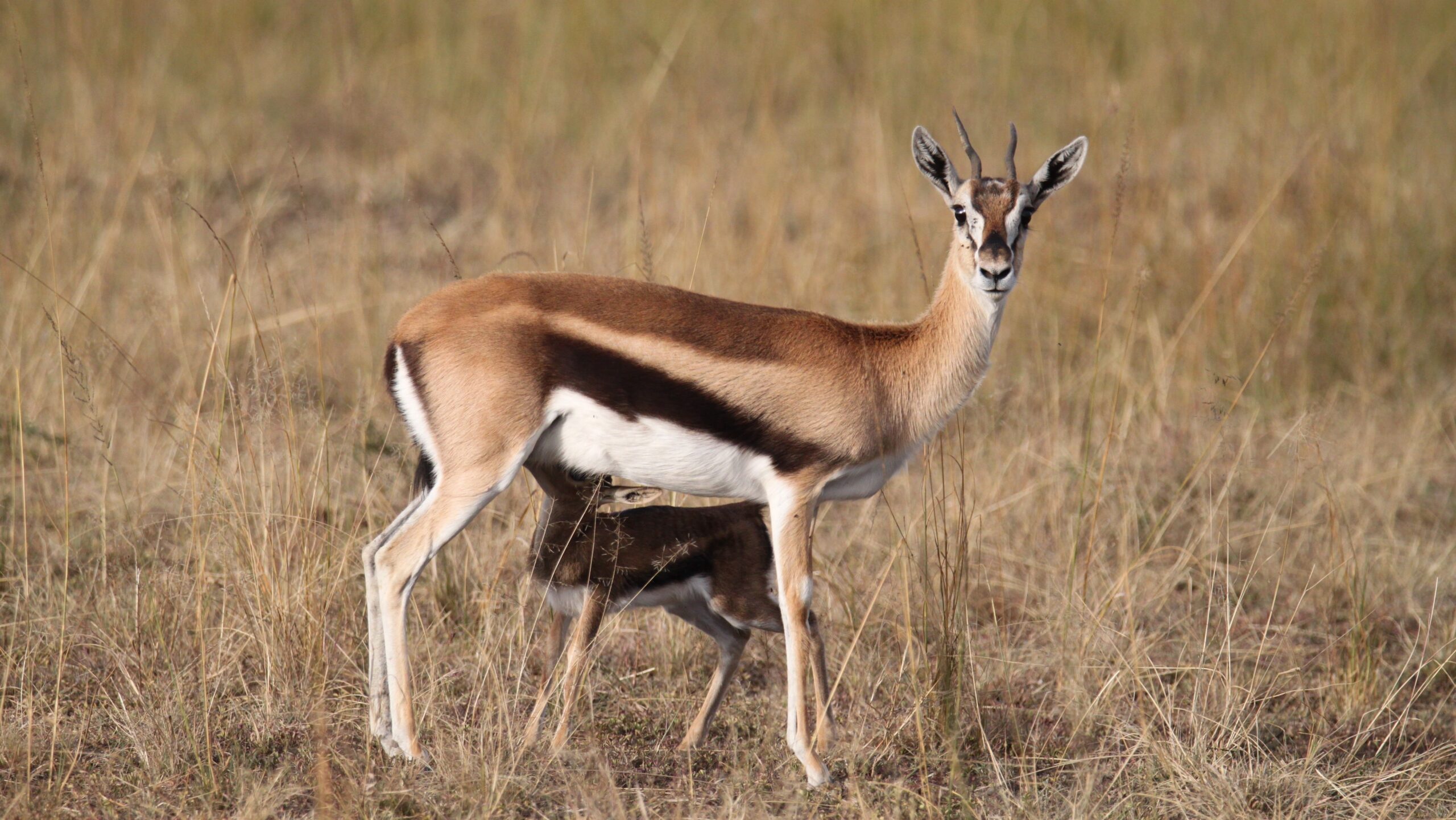 1 Day Trip Tarangire Safari from Arusha or Moshi